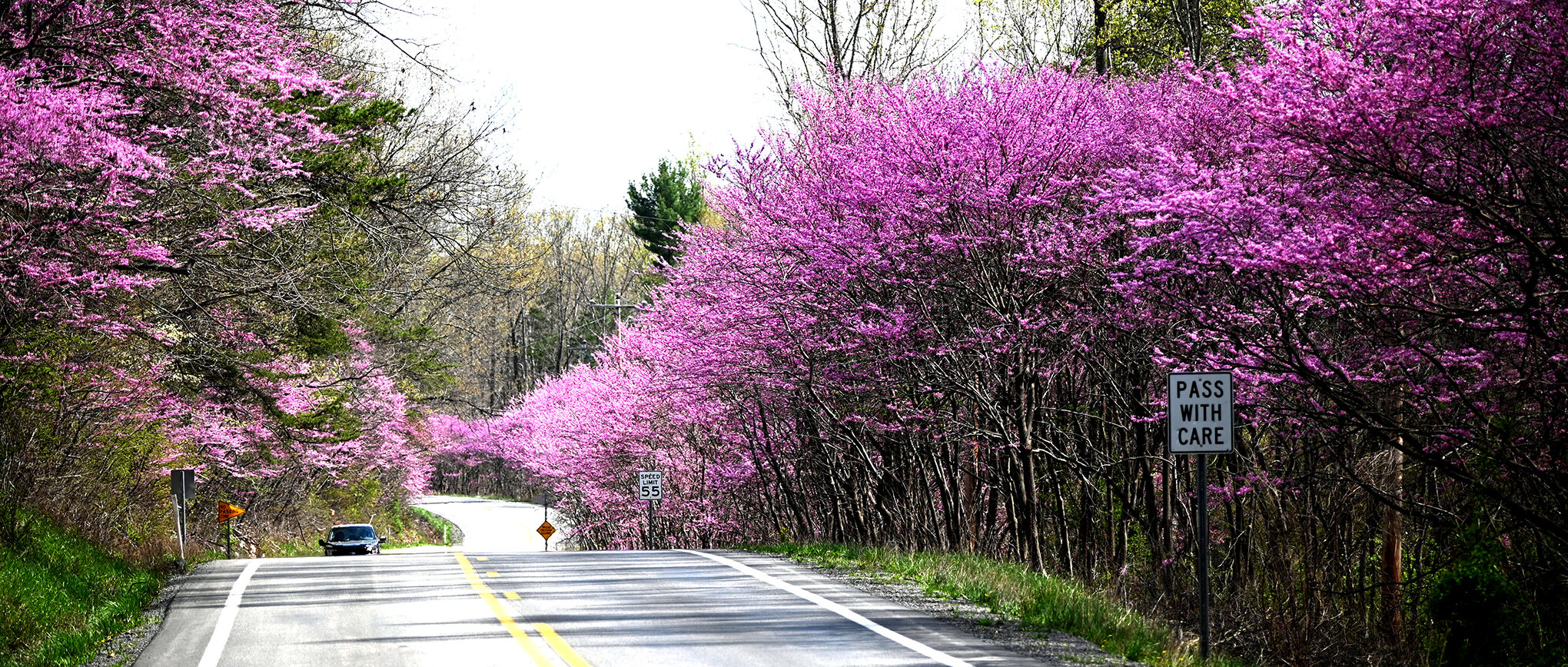 Redbud run